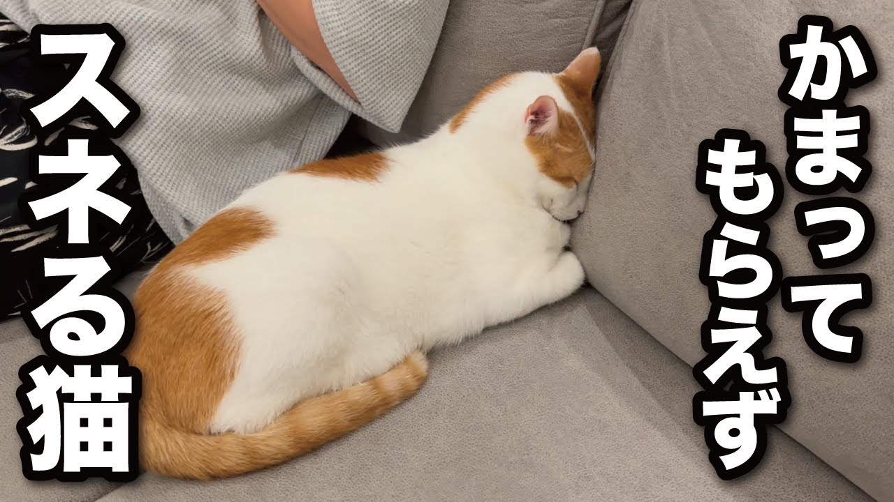 【甘えんぼ猫】忙しい娘にかまってもらえなくてずっと拗ねています…