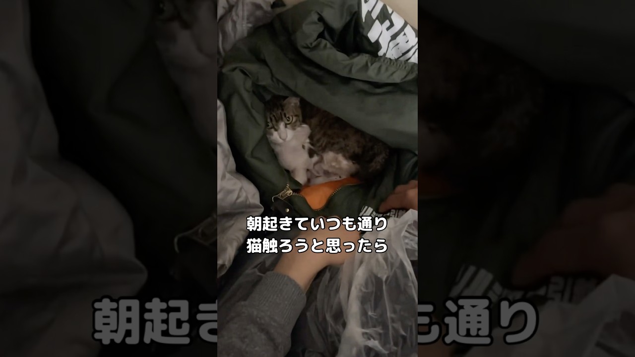 家に迎え入れてから1ヶ月しか経ってない生後8ヶ月の子猫が赤ちゃんを産んでた #子猫 #保護猫 #野良猫 #shorts