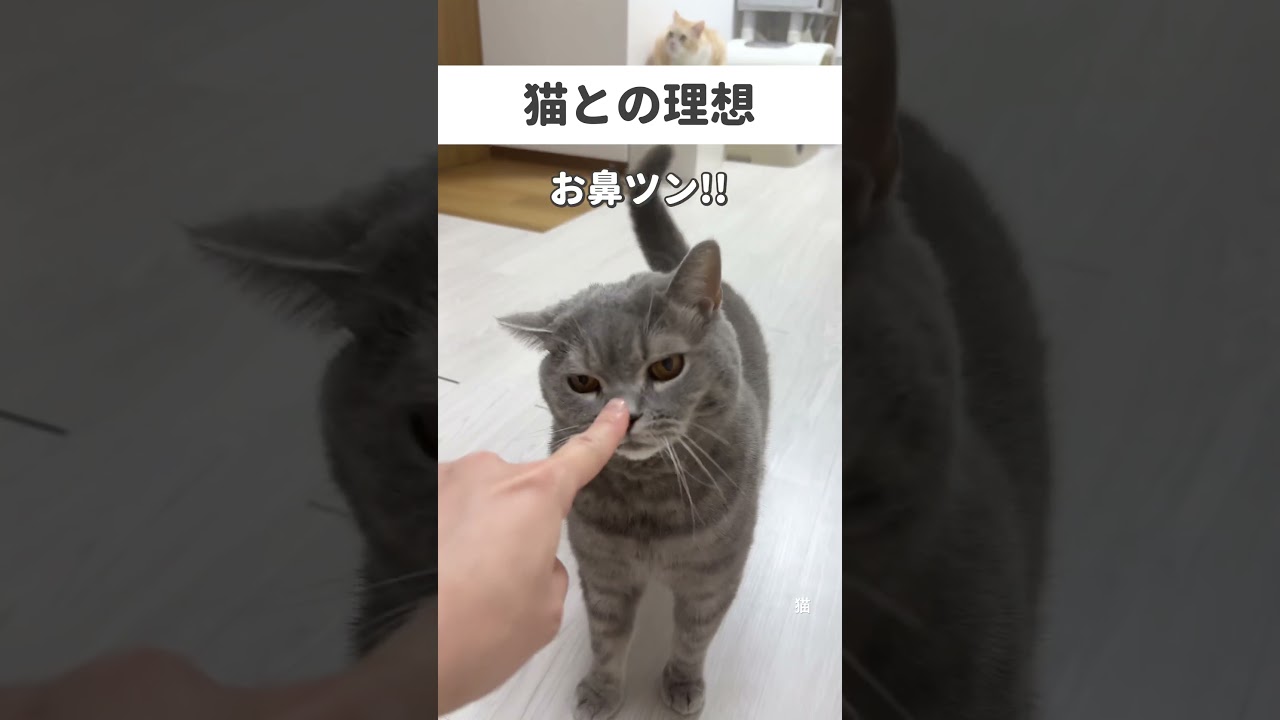 猫との暮らし理想と現実　#猫 #猫好きさんと繋がりたい #cat #ねこ #猫のいる暮らし