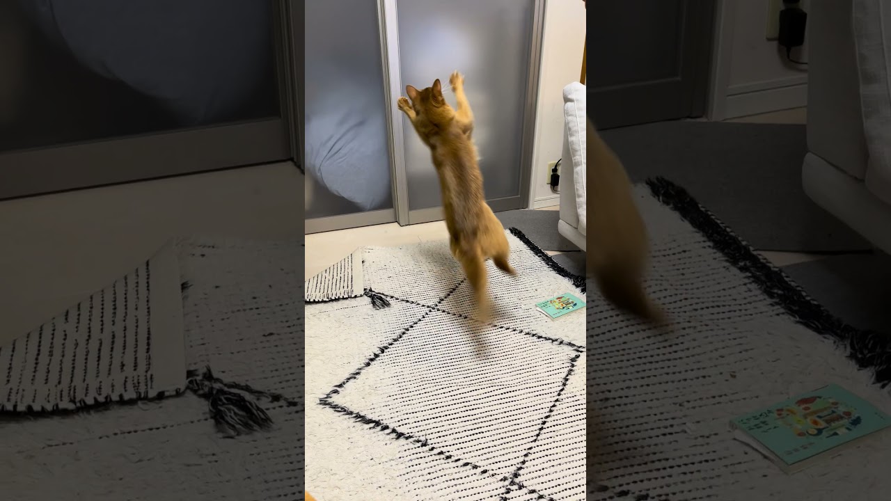 アクロバットにゃー🐈 #cat #ねこ #猫 #ネコ #ちゅーる #ソマリ #chat
