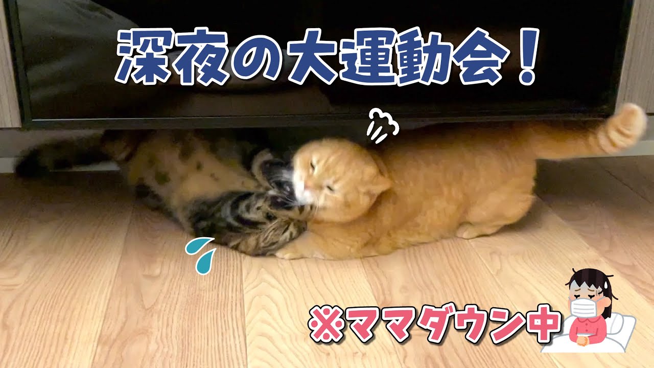 広くなった家で深夜の大運動会を始める猫たちが可愛すぎました！