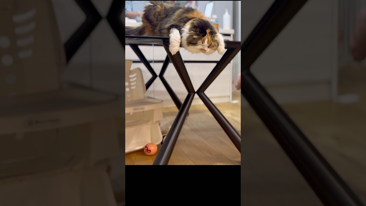 隅っこの猫　#shorts #cat #cats #猫 #ねこ#保護猫 #スコティッシュフォールド