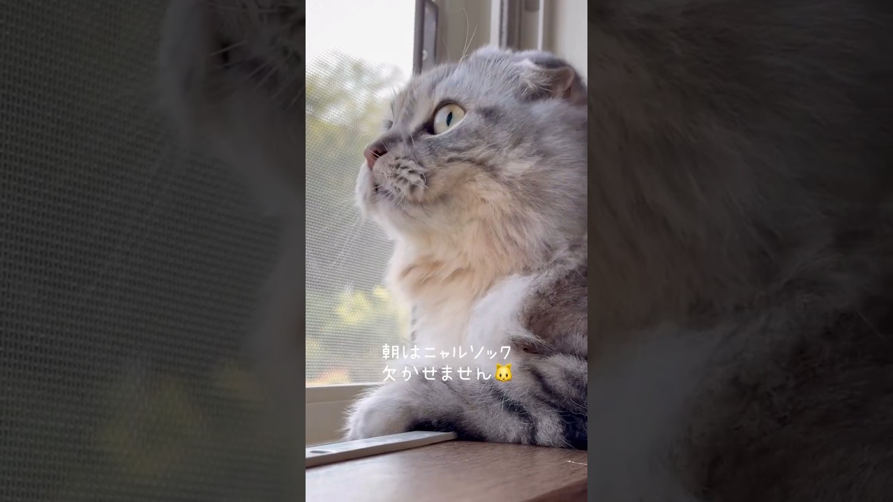 ニャルソック使命感🐱　#保護猫 #ねこ #猫のいる生活 #shorts #cat #猫動画 #funnycats #ニャルソック #スコティッシュフォールド