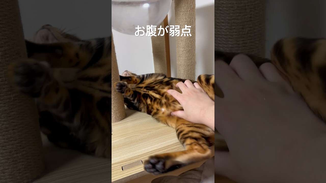 お腹が弱すぎる猫 #猫のいる暮らし #ねこ #ベンガル #なの #かわいい #cat #cute #れご #保護猫
