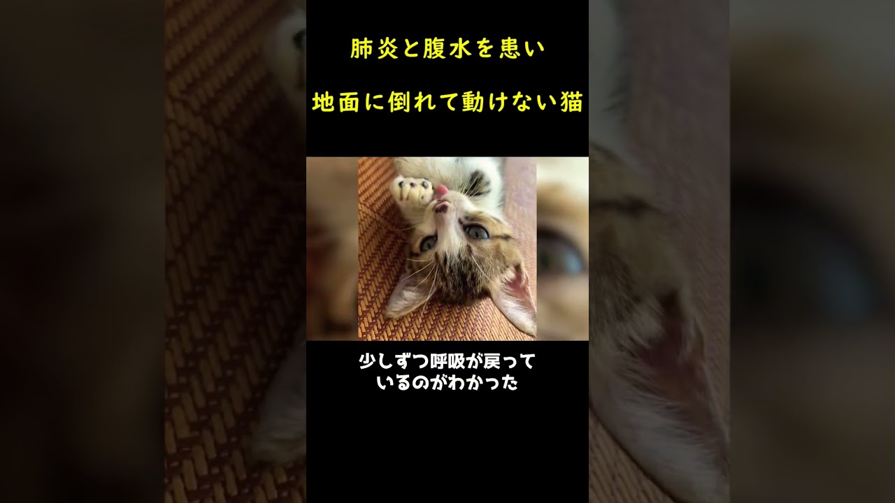 地面に倒れ込んだ野良猫！