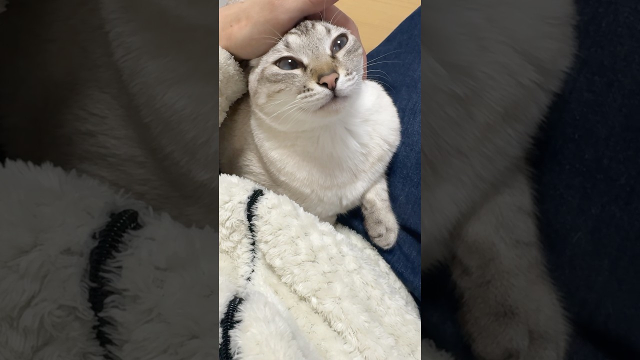 仕事終わりになでを要求されたました　#シャムトラ #元保護猫 #シャムミックス  #cat #猫耳 #kitten  #猫耳 #siamesemix