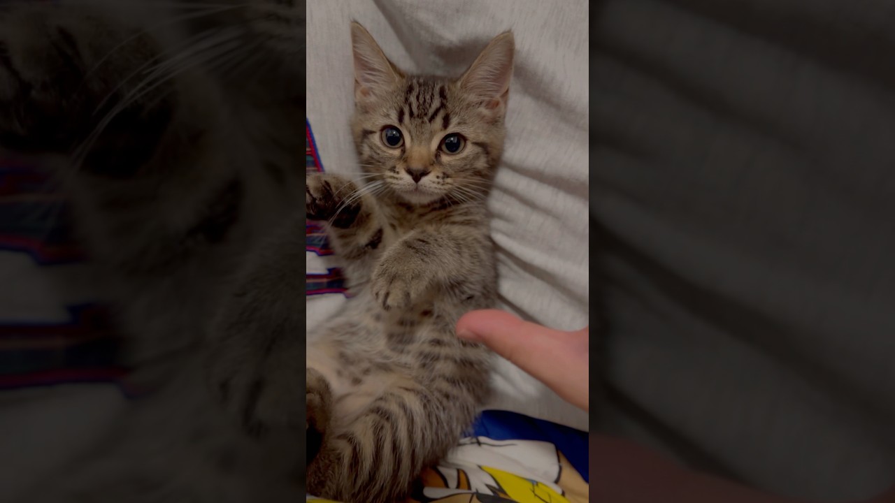 子猫のバンザイが可愛すぎる...笑 #shorts #猫 #cat
