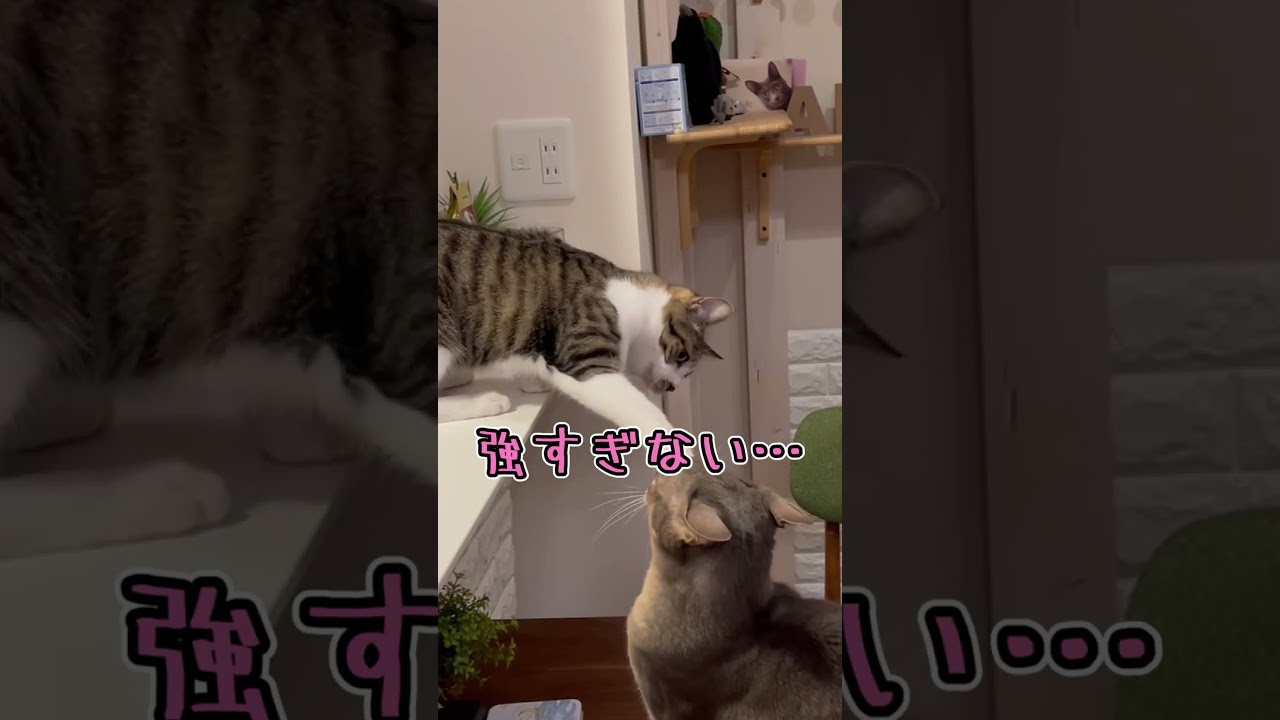 うちの子ネコが強過ぎた件 #shorts #猫 #アビシニアン