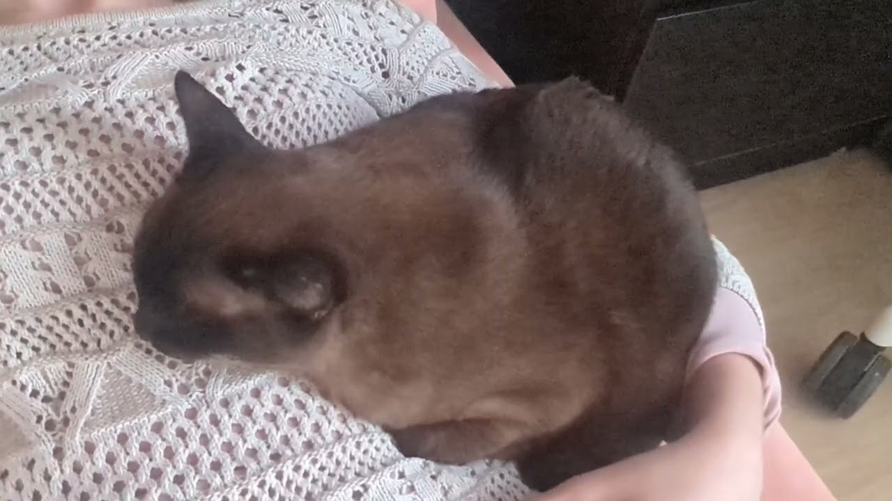 バーミーズはベルクロ猫です