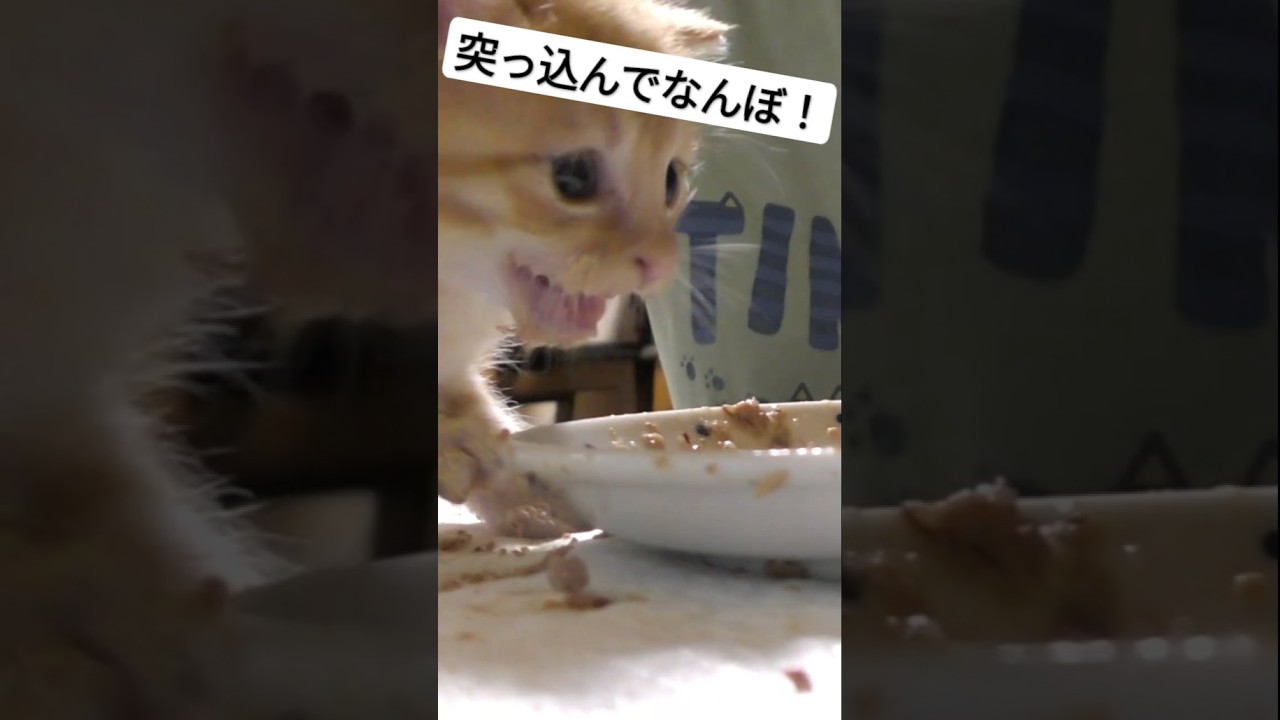 子猫の離乳食練習がハチャメチャだけど最初はみんなこんなもの