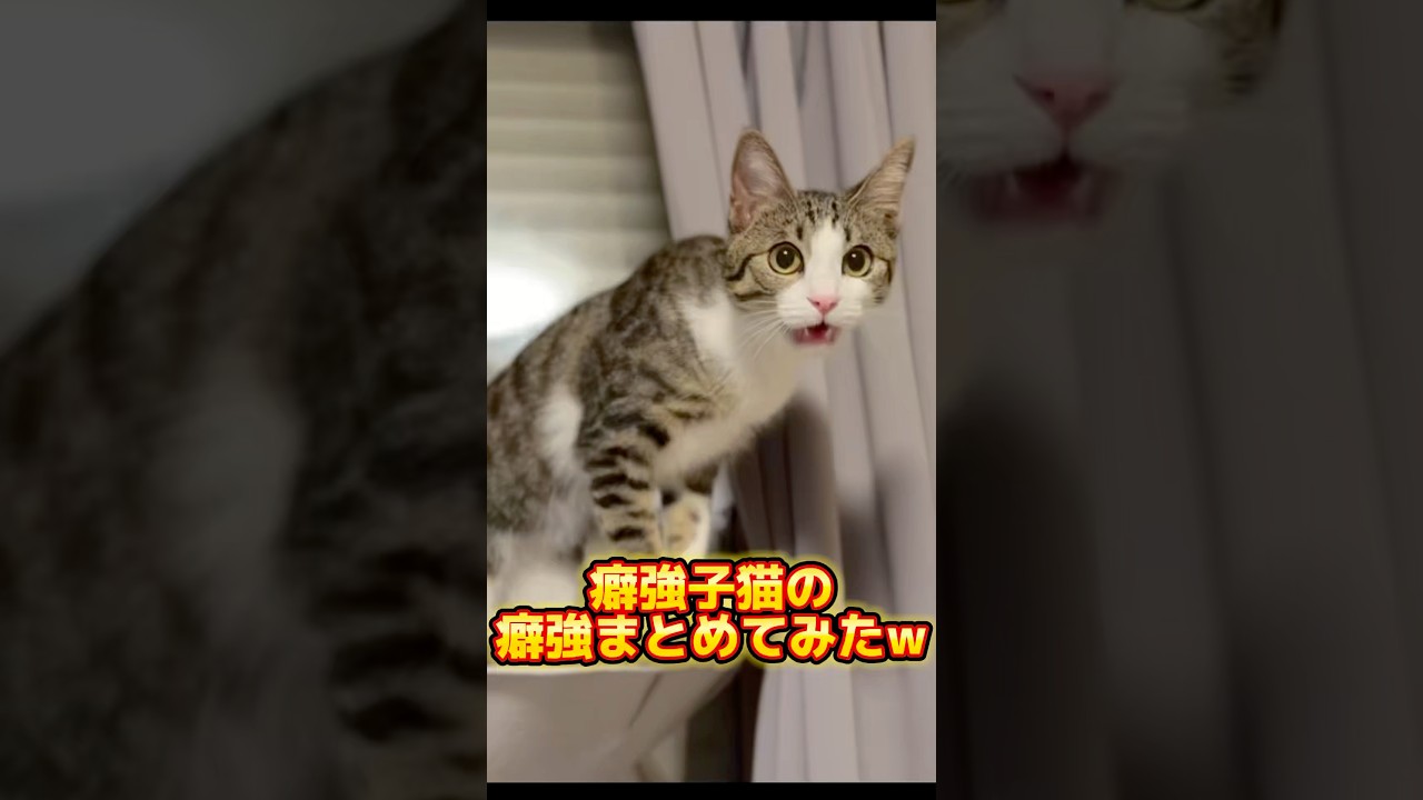 うちの子猫の癖が強すぎる… #shorts #保護猫 #子猫 #猫 #捨て猫 #catlovers #kitten