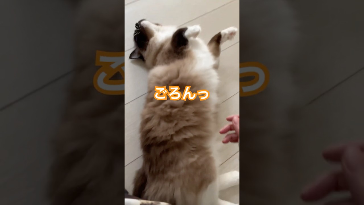 これするとご飯がもらえるらしい #ragdolls #cats #cutecat #shorts #ラグドール #猫のいる暮らし #猫動画 #ショート