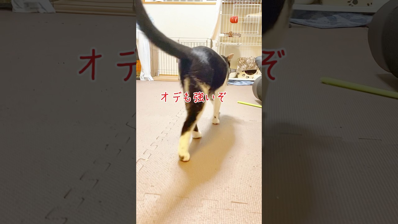 【保護猫】 目の見えない子猫と先住猫の今日 #シュダ #くまたん #shorts