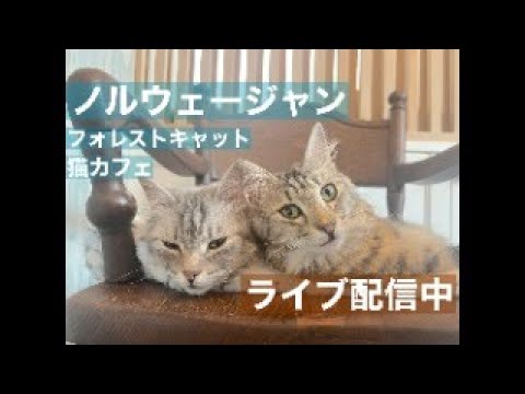 那須の森で暮らすノルウェージャンフォレストキャットの動画