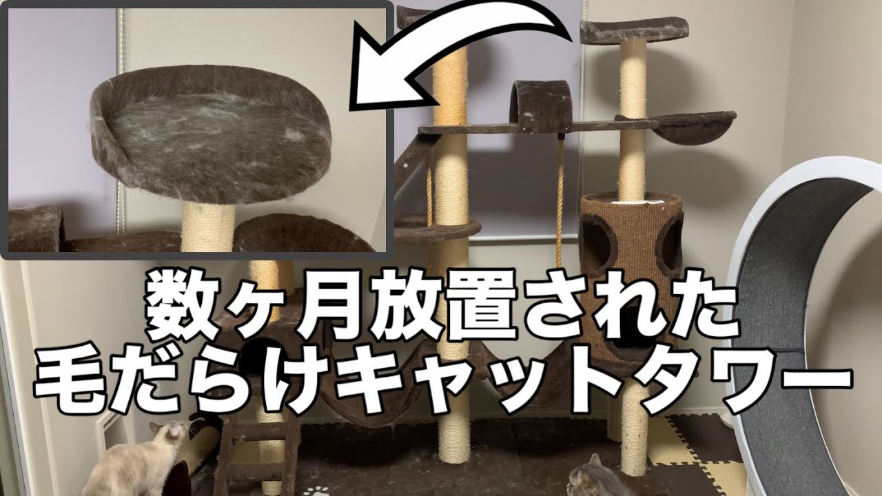 巨大キャットタワーを掃除しました