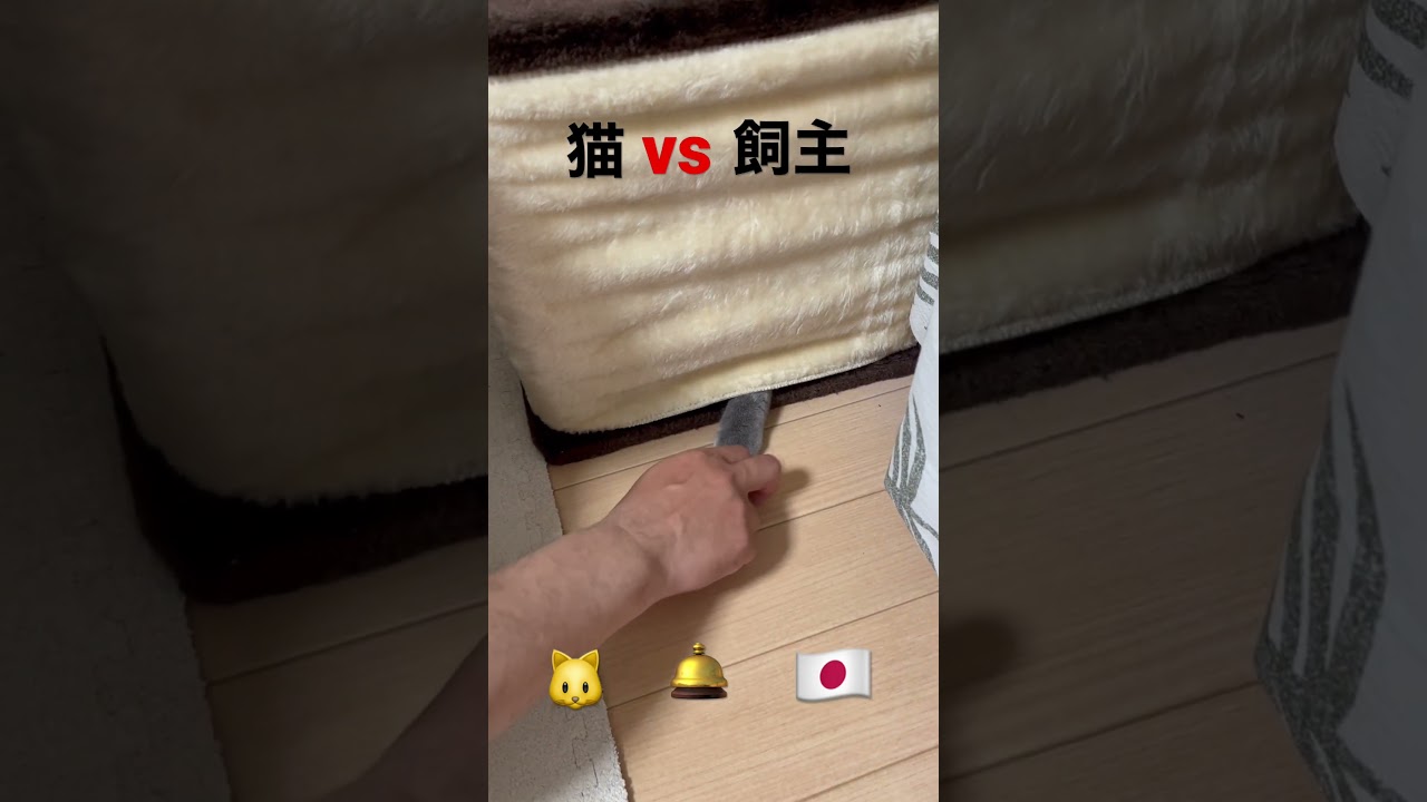 シュールな争い！！#ねこ #猫 #ブリティッシュショートヘア #shorts