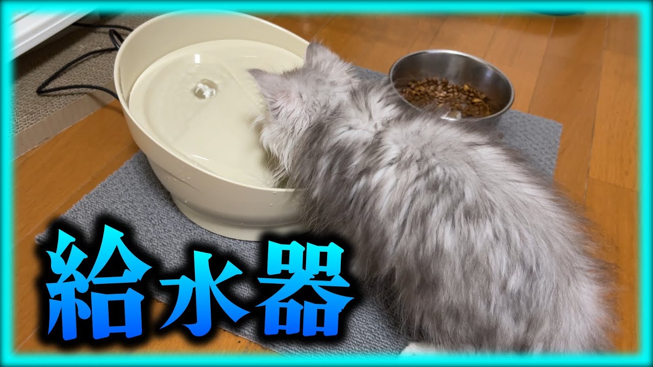 子猫のためにピュアクリスタル（給水器）買ってみた【マンチカン】