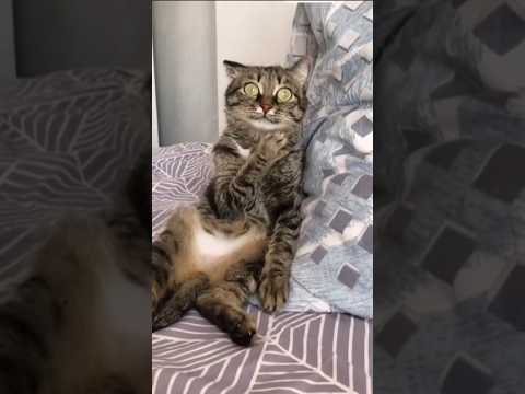 "Funny cat behaviors"