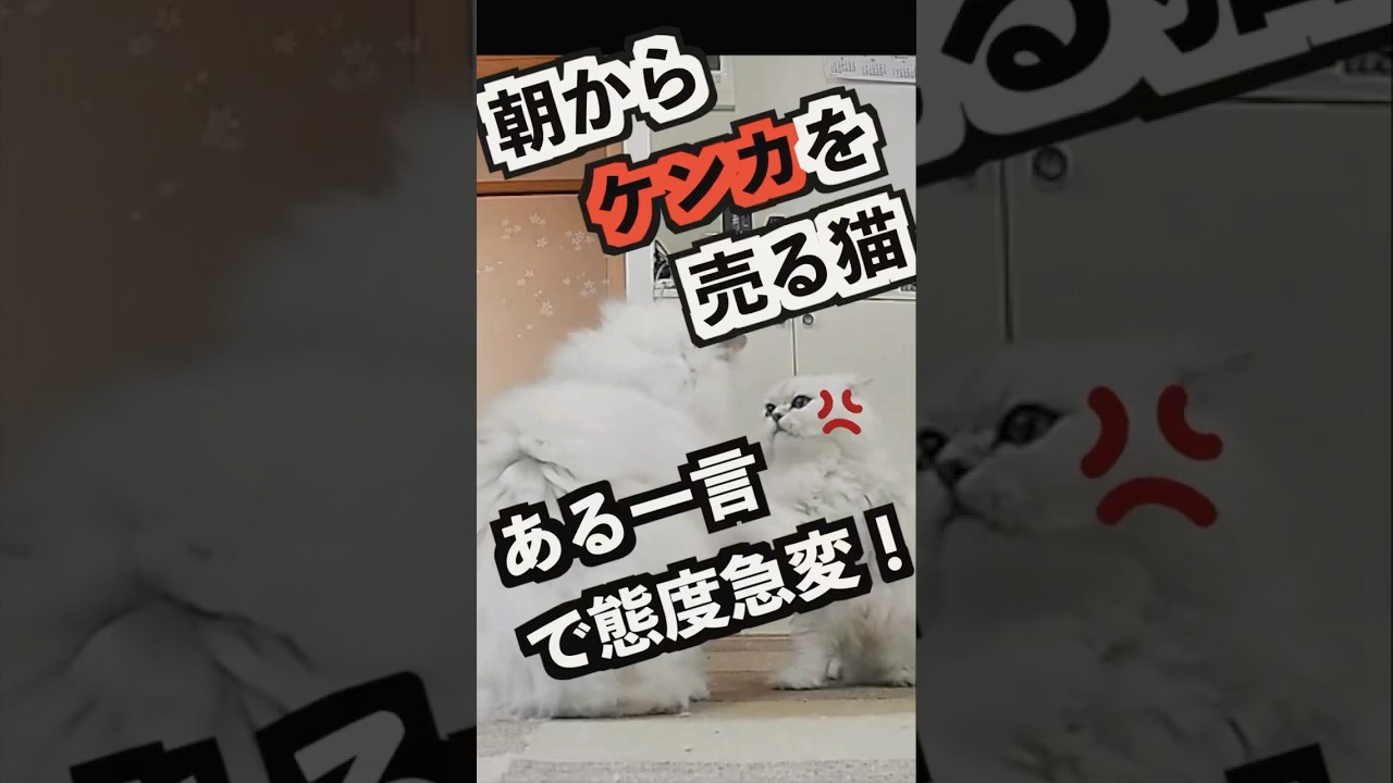 ちゃんと日本語わかってるので怒っててもUターンしてくるペルシャ猫が可愛い🩷#ペルシャ猫