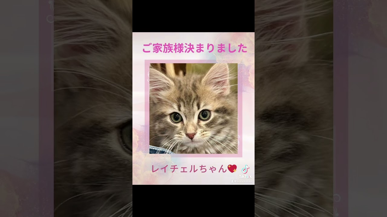 抱っこができる#サイベリアン の#子猫 のレイチェルちゃん😻ご家族様決まりました💕明日も13:00〜19:00吉祥寺#猫カフェ ロイヤルキャッツは営業致します❣️ご予約可能です#ペットショップ