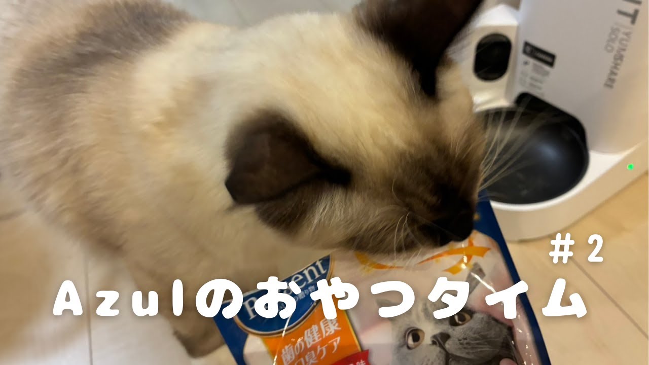Azulのおやつタイム②#cat #ねこ #ラグドール #ねこのいる生活