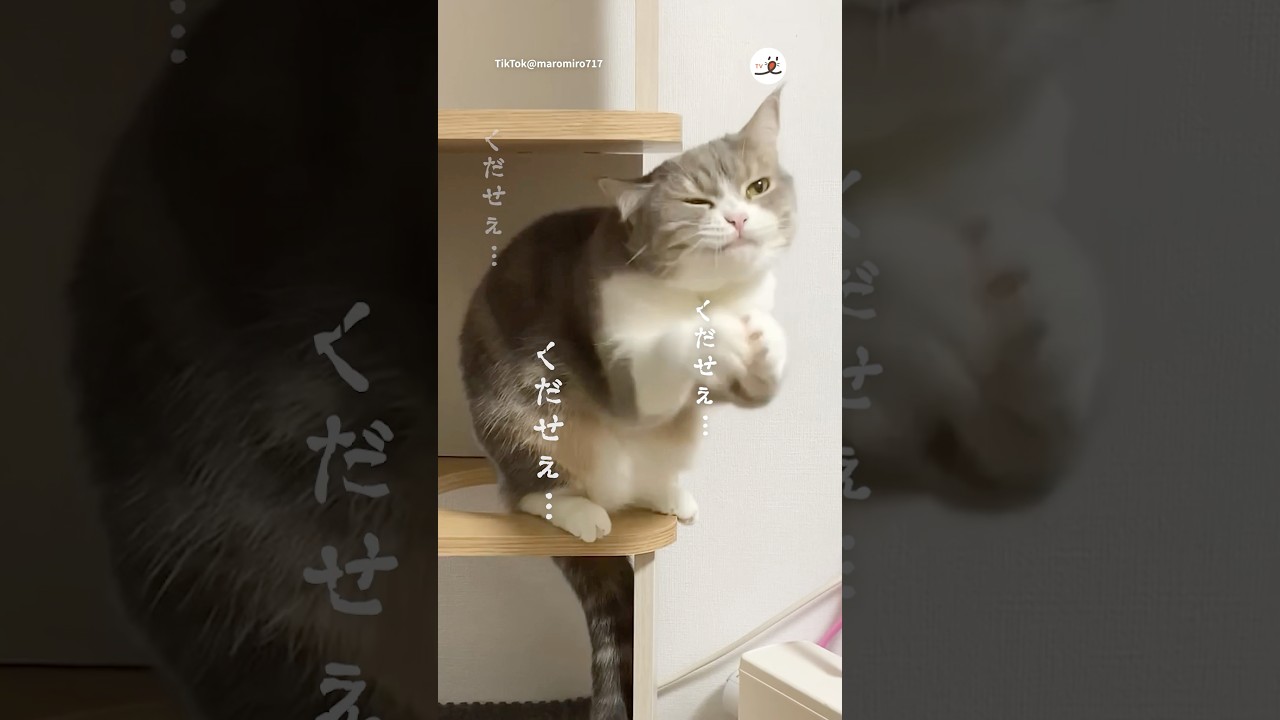 取り憑かれたい👻｜PECO