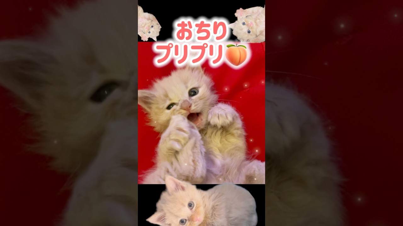このこねこ、実は…🍑