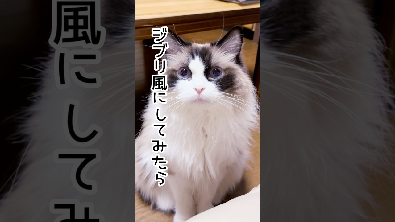 【ラグドールをジブリ風に】#猫 #猫のいる暮らし #ラグドール #ジブリ#shorts