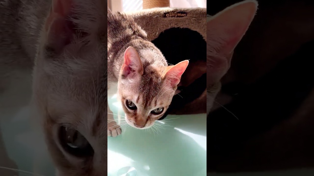 猫穴に入っているたぬき猫が出てくるのを日向ぼっこしながら待つことにしたシンガプーラなのにゃ♪#cat #シンガプーラ #トンキニーズ#たぬき猫#singapura#tonkinese
