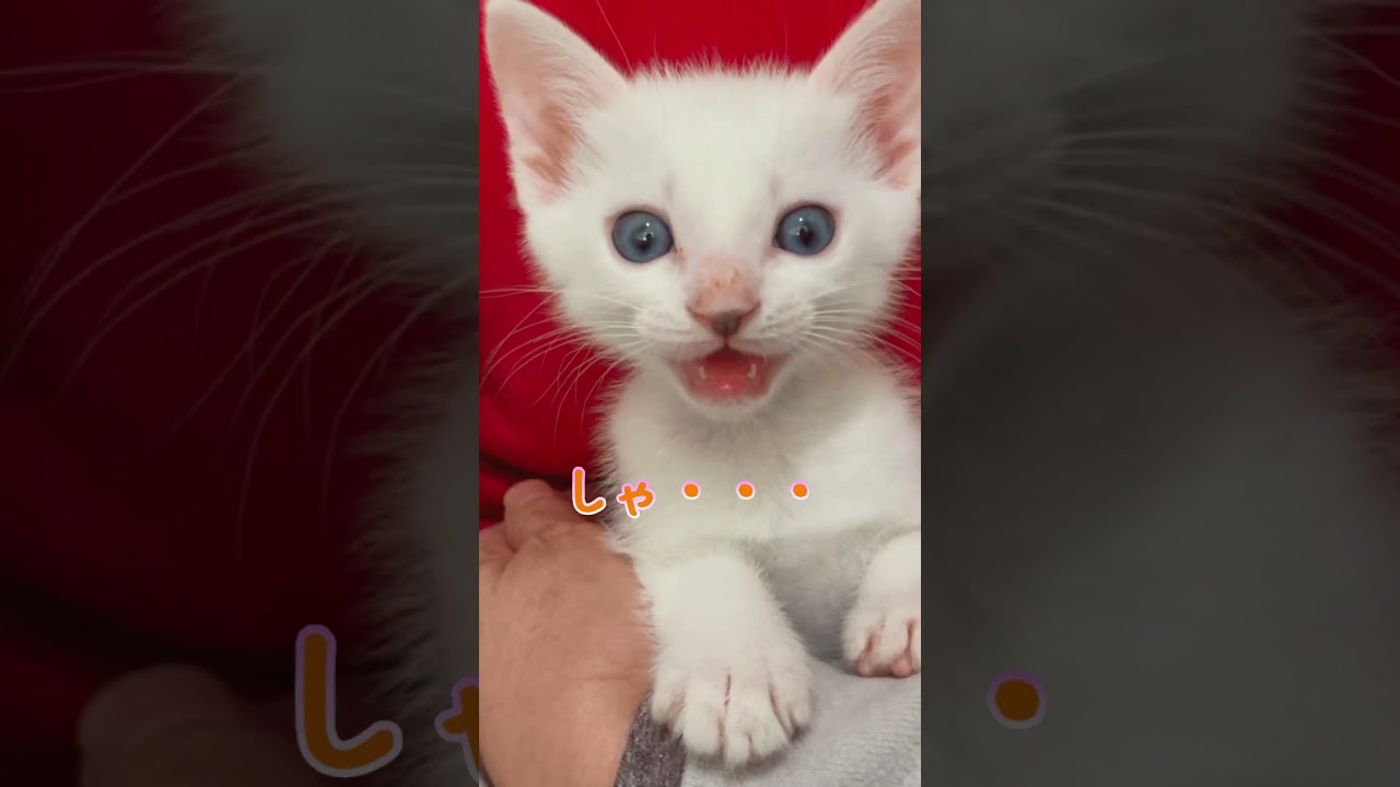名前を呼ばれたら返事をする子猫