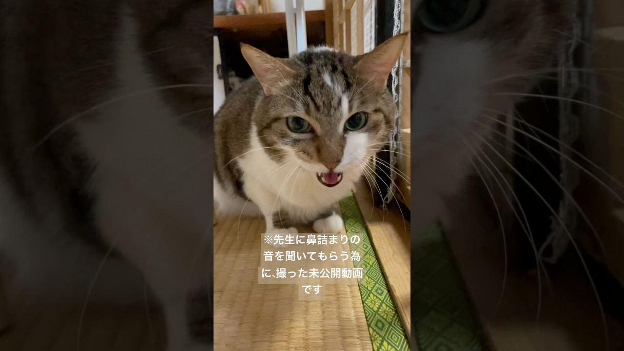 【猫のペコ】未公開動画です