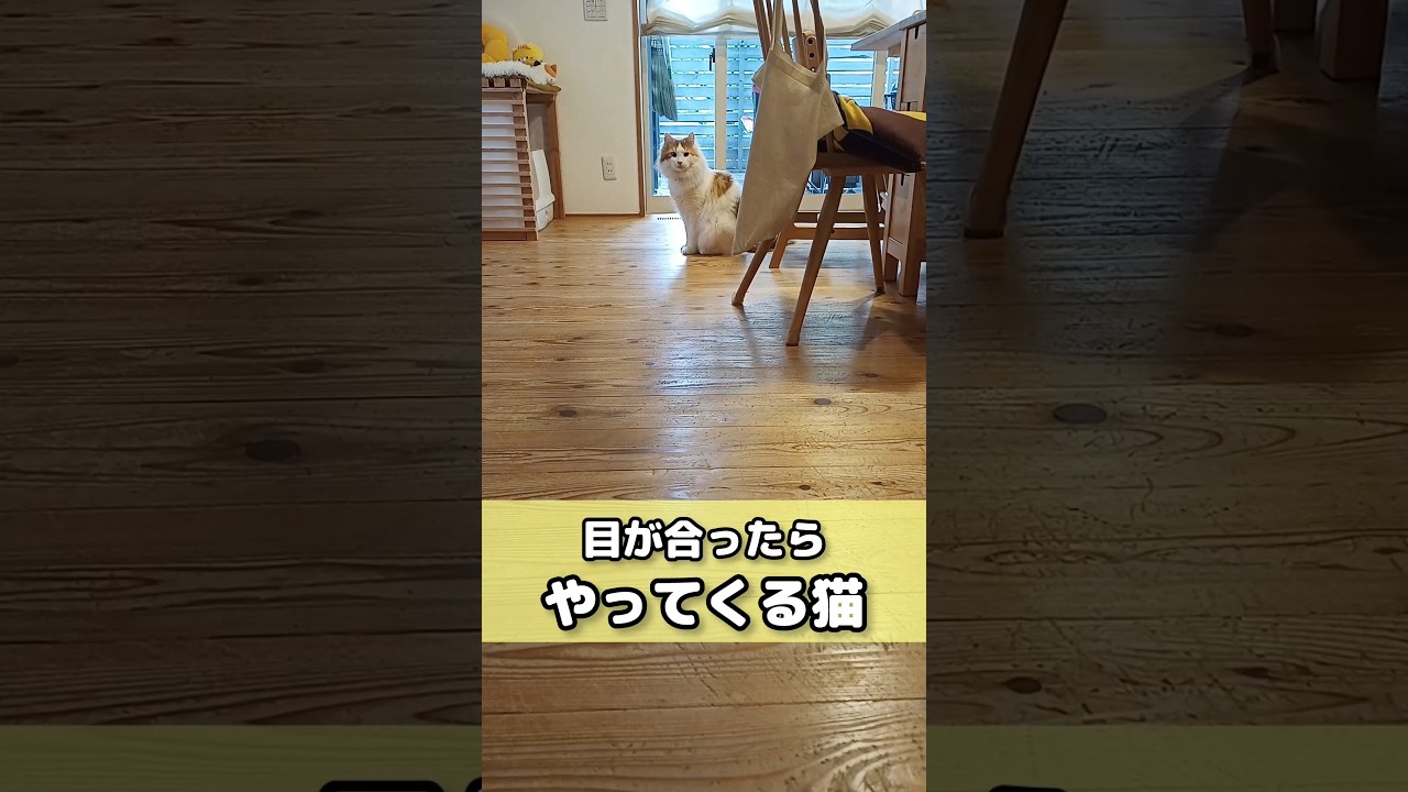 目が合うと来てくれる😊 #猫のいる暮らし #猫 #メインクーン