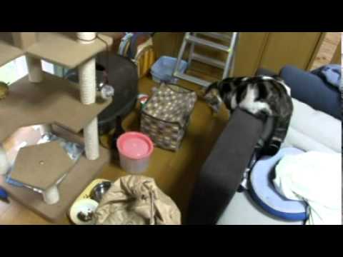 がじゅまる(アメリカンカール) vs ピュアクリスタル（猫用）