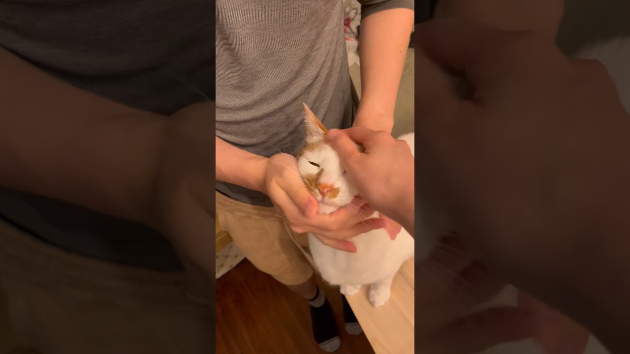 独占したい猫 #cat #日本猫 #保護猫