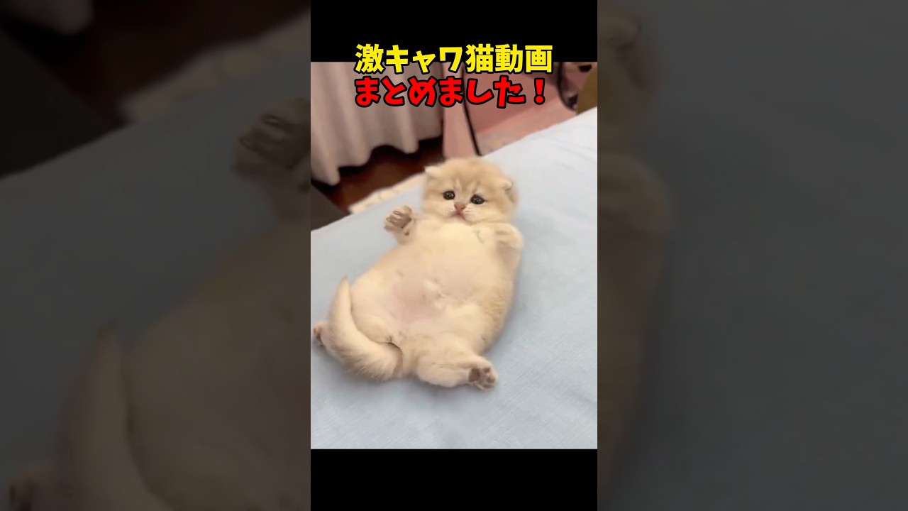 激キャワなんですが❤️ #猫 #cat #cats #ねこ