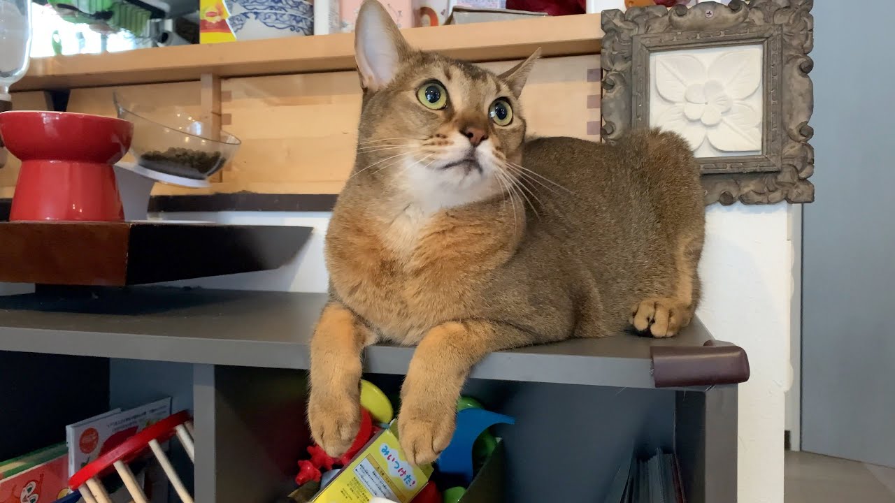 アビシニアンの美脚を眺める回（猫のキビ）