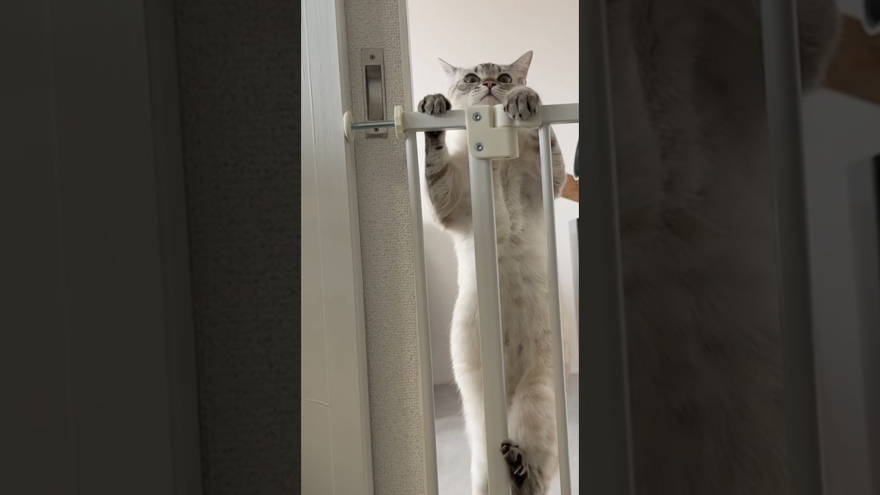 脱走を企てる猫　#シャムトラ #元保護猫 #シャムミックス  #cat #猫耳 #kitten  #猫耳 #siamesemix