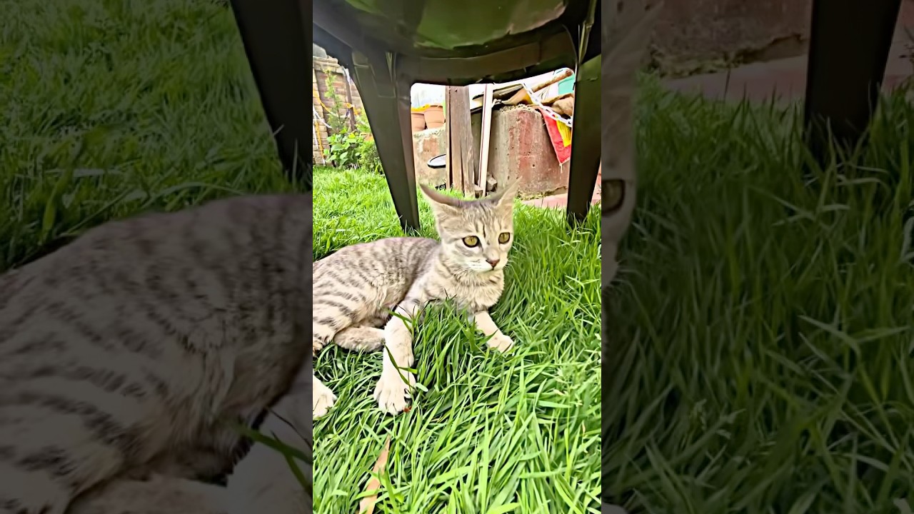 #shorts #views #cat #trending #trendingshorts #youtube #youtubeshorts #viralvideo #video