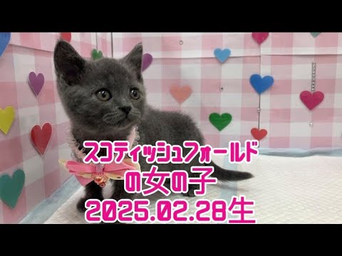 ペットプラザ広島祇園店　スコティッシュ・フォールド　2503230