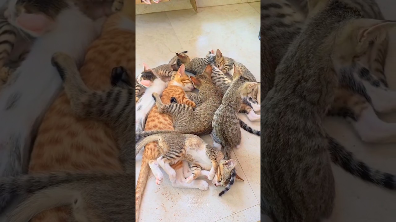 কি সুন্দর একটি পরিবার 💬🥰 #shorts