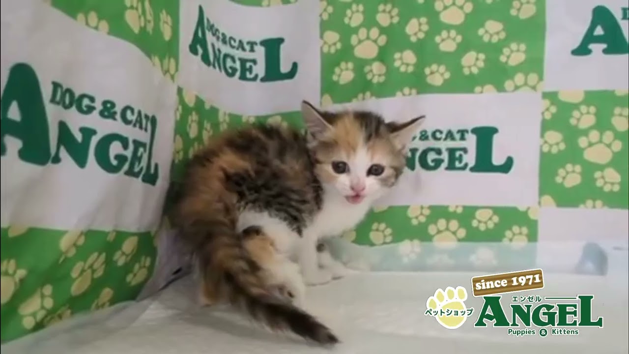 スコティッシュフォールド 2504124 【ペットショップエンゼル　子犬・子猫販売】