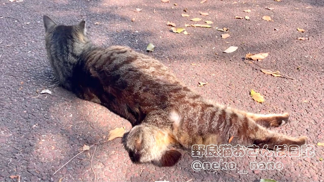 走って来てのび〜したついでにリラックスするキジトラが可愛い
