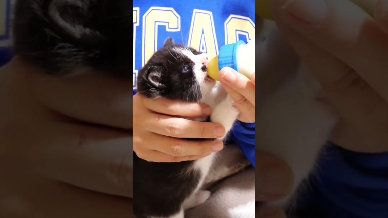 モキュモキュとミルクに悪戦苦闘する子猫【赤ちゃん猫　保護猫】 #gatto #kitten #子ネコ #cat #meow #asmr