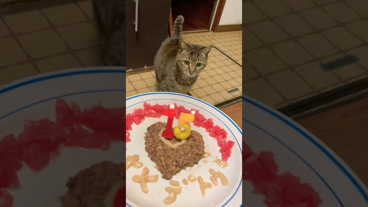 【猫の誕生日】ももちゃんとの約束#虹の橋を渡った猫 #猫#保護猫#誕生日 #cat#shorts