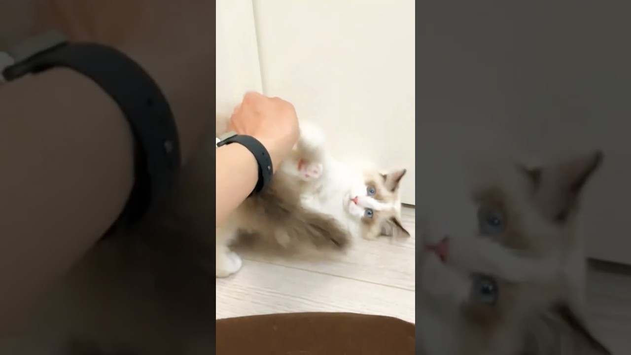 【ラグドール】おてんばゆきちゃん【3ヶ月仔猫】#ねこ #ラグドール #癒し #こねこ #猫のいる暮らし #猫好きさんと繋がりたい