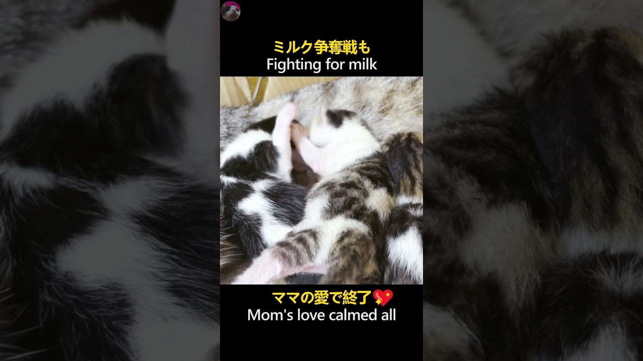 ミルク争奪戦もママの愛で終了💖 #猫 #子猫 #shorts