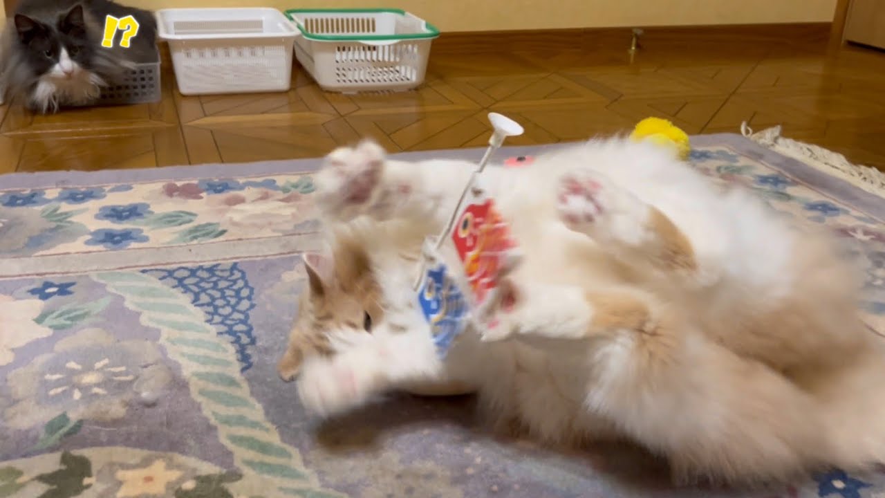 【末っ子もびっくり‼︎】ハイテンションすぎるノルウェージャンフォレストキャット！！！