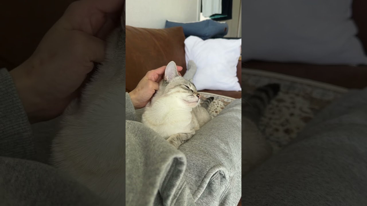 こんな感じでよろしいでしょうか？　#シャムトラ #元保護猫 #シャムミックス  #cat #猫耳 #kitten  #猫耳 #siamesemix