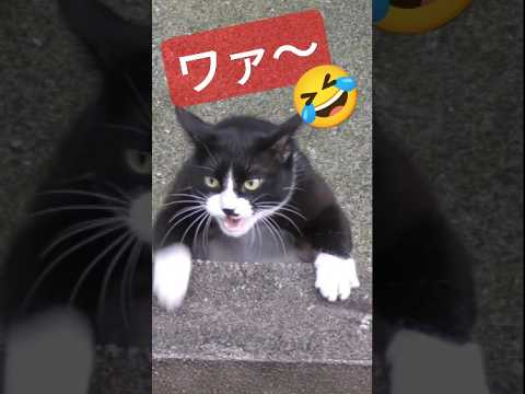 猫の独特な鳴き声に魅了されていたら近寄って来て驚かされる（笑）前世はゾウさん？