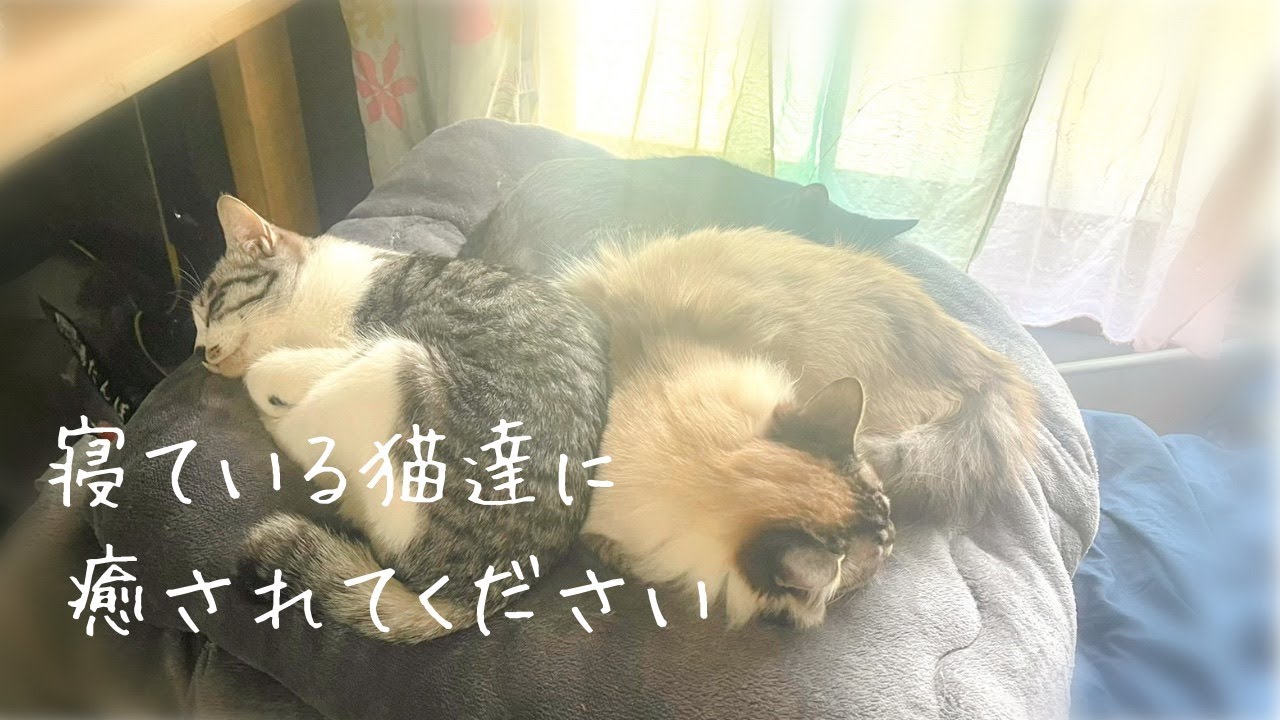 【再編】寝ている猫達に癒されてください